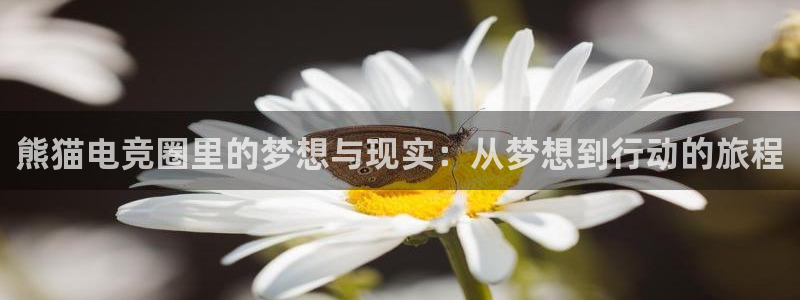 乐鱼电竞网站：熊猫电竞圈里的梦想与现实：从梦想到行动的旅程